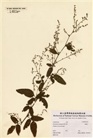 藏品(Desmodium rigidum (Ell.) DC)的圖片
